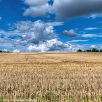 Buy canvas prints of harvested field by David Smith