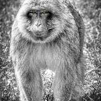 Buy canvas prints of A monkey that is standing in the grass by David Smith