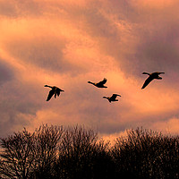 Buy canvas prints of Home To Roost by David Smith