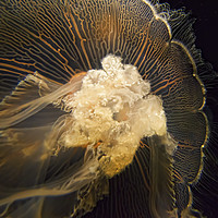 Buy canvas prints of Jellyfish by David Smith