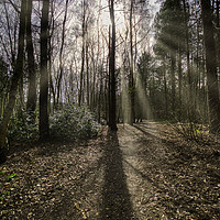 Buy canvas prints of Sunrays Through The Trees by David Smith