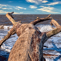 Buy canvas prints of Driftwood by David Smith