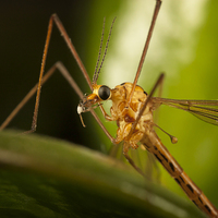 Buy canvas prints of  Crane Fly by Phil Hunter