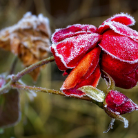 Buy canvas prints of  Frozen Rose by Phil Hunter