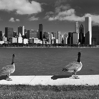 Buy canvas prints of  Chicago Geese  by Eamon Fitzpatrick
