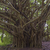Buy canvas prints of  Banyan tree in the Hawaiian Rainforest by Nigel Higson