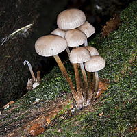 Buy canvas prints of Fungi on the forest floor by Nigel Higson