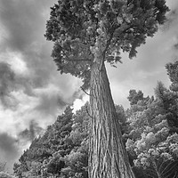 Buy canvas prints of A majestic pine tower by Nigel Higson
