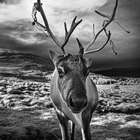 Buy canvas prints of Cairngorm Reindeer portrait by Nigel Higson