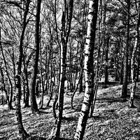 Buy canvas prints of Birch forest in high contrast by Nigel Higson