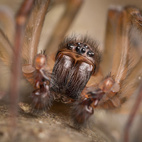 Buy canvas prints of  British Spider by Paul Iddon