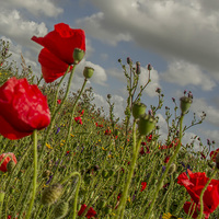 Buy canvas prints of Pentire Poppy by andy toby