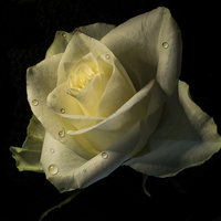 Buy canvas prints of  Watered Rose by Stephen Ward