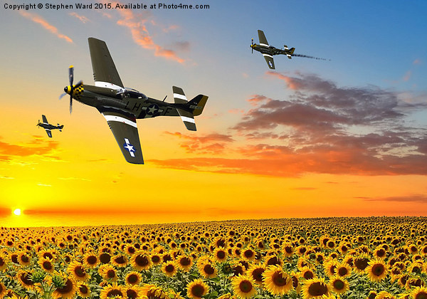  Sunflower Flypast Picture Board by Stephen Ward