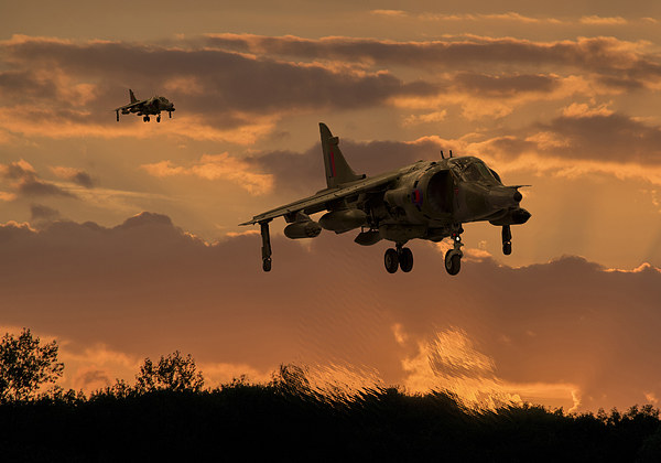  Hunting Harriers Picture Board by Stephen Ward