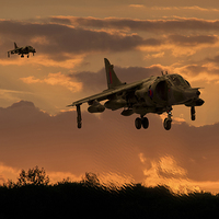 Buy canvas prints of  Hunting Harriers by Stephen Ward