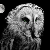 Buy canvas prints of Night Owl by Stephen Ward