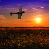 Buy canvas prints of Buzzing the fields by Stephen Ward