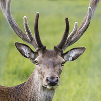 Buy canvas prints of Staring Stag by Stephen Ward
