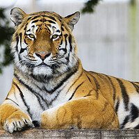 Buy canvas prints of Majestic Bengal Tiger by Stephen Ward