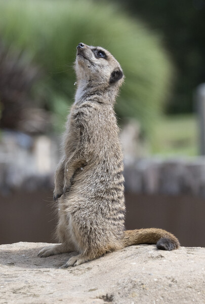 Curious Meerkat Peeking Out Picture Board by Stephen Ward