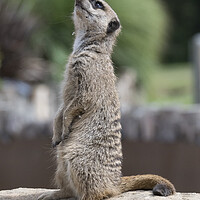 Buy canvas prints of Curious Meerkat Peeking Out by Stephen Ward