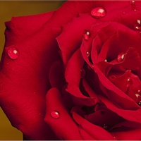 Buy canvas prints of  A Beautiful Red Rose With Water Droplets by pristine_ images