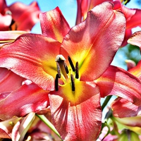 Buy canvas prints of  a pink lily flower by pristine_ images