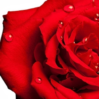 Buy canvas prints of Lovely Red Rose with water by pristine_ images