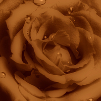 Buy canvas prints of  Ruffled Rose with Water Droplets by pristine_ images