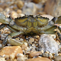 Buy canvas prints of Attack of the Crab by pristine_ images