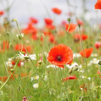 Buy canvas prints of  Poppy Fields Off Heroes by pristine_ images
