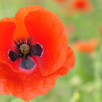 Buy canvas prints of  A Beautiful close up Poppy by pristine_ images
