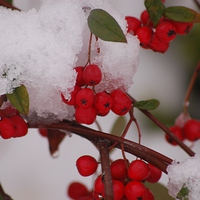Buy canvas prints of  winter snow berries by pristine_ images