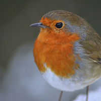 Buy canvas prints of  Winter Robin by Emily Endean