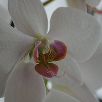 Buy canvas prints of  white orchid by CHRIS GIBLIN