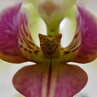Buy canvas prints of  pink orchid by CHRIS GIBLIN