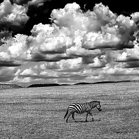 Buy canvas prints of Serengeti sky by Luigi Scuderi
