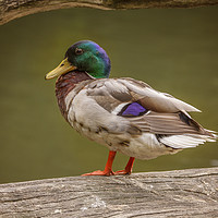 Buy canvas prints of Mallard Duck at Stover by Andy Toby