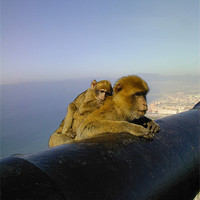 Buy canvas prints of The Cannon on the Rock of Gibraltar - with macaque by gill watson
