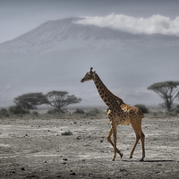 Buy canvas prints of  Giraffe and Volcano by Broadland Photography