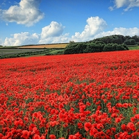 Buy canvas prints of  Norfolk Poppies by Broadland Photography