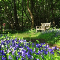 Buy canvas prints of  Bluebell Bench by Broadland Photography