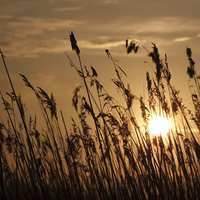Buy canvas prints of  Sunset through the Reeds by Broadland Photography