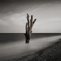 Buy canvas prints of  Tree in the Sea by Broadland Photography