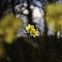 Buy canvas prints of Daffodil and Daffodils by Artem Liss
