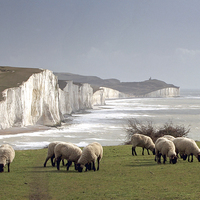 Buy canvas prints of  The Seven Sisters by Michael Chandler