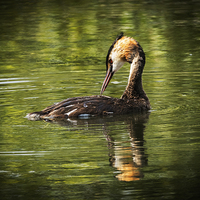 Buy canvas prints of  Great Crested Grebe by Peter Jones