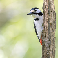 Buy canvas prints of  Greater Spotted Woodpecker by Peter Jones