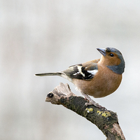 Buy canvas prints of  Male Chaffinch by Peter Jones